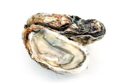 FDA Investigates Hepatitis A Outbreak Linked to Raw Scallops 1 Oysters