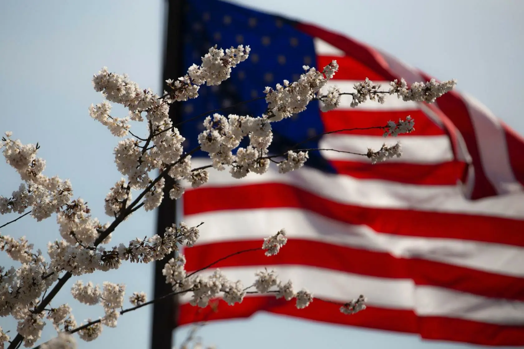 Blog american flag flower july 4th 1093645 1 scaled
