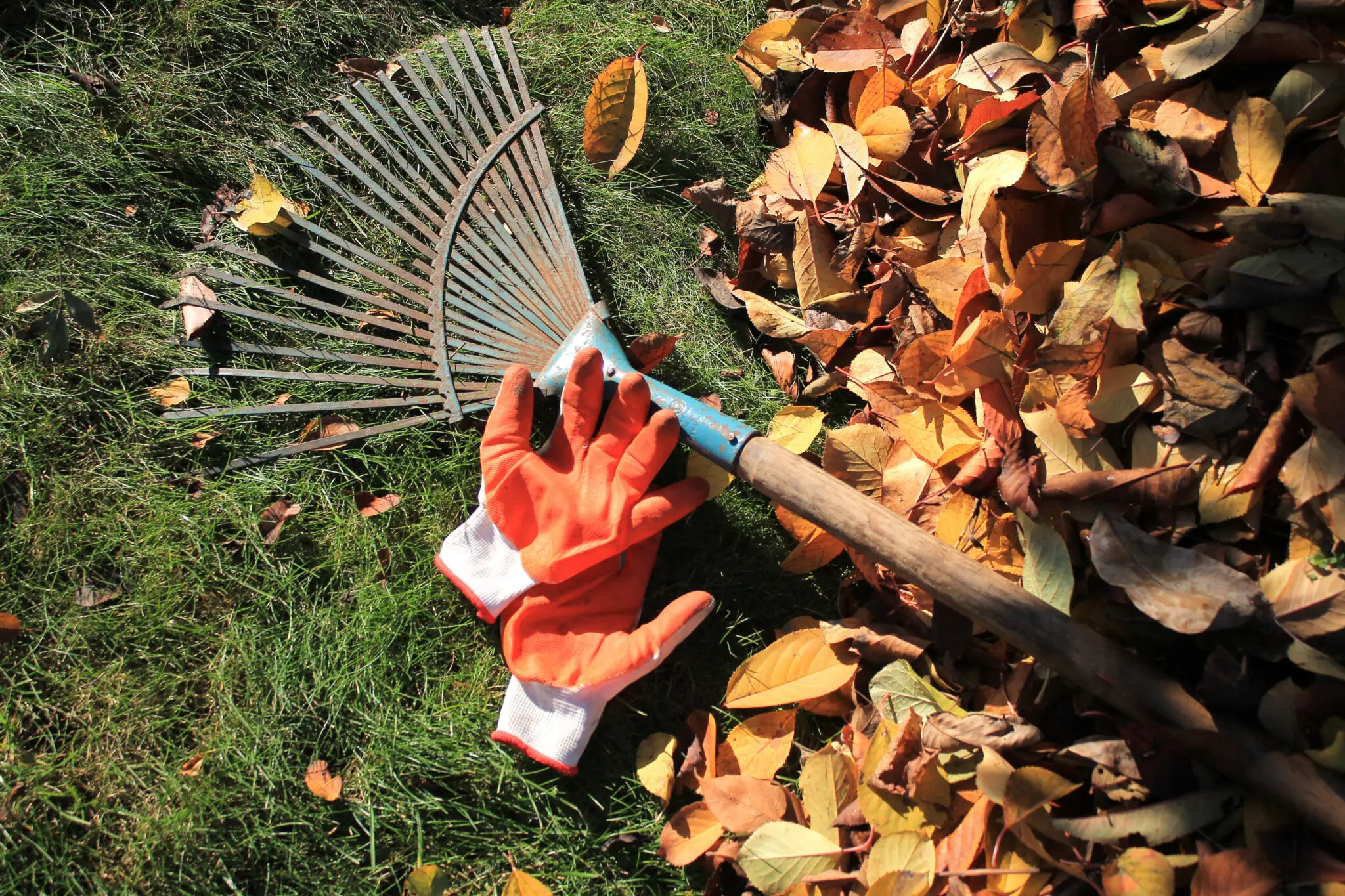 Avoiding Injuries While Raking Leaves or Doing Yardwork AdobeStock 233271669 scaled