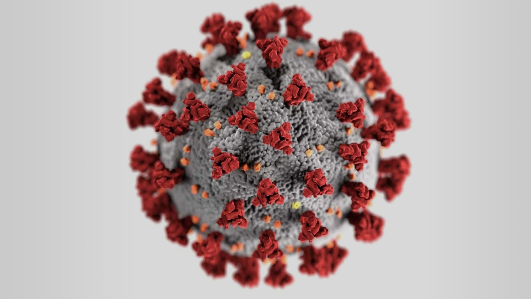 Close-up of microscopic rendition of Coronavirus