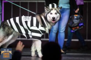 Bark in the Park 2019 Corpus Christi contestant Huskie wearing black and white prisoner costume