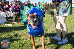 Dog with peacock costume posing at Thomas J. Henry Bark in the Park 2019